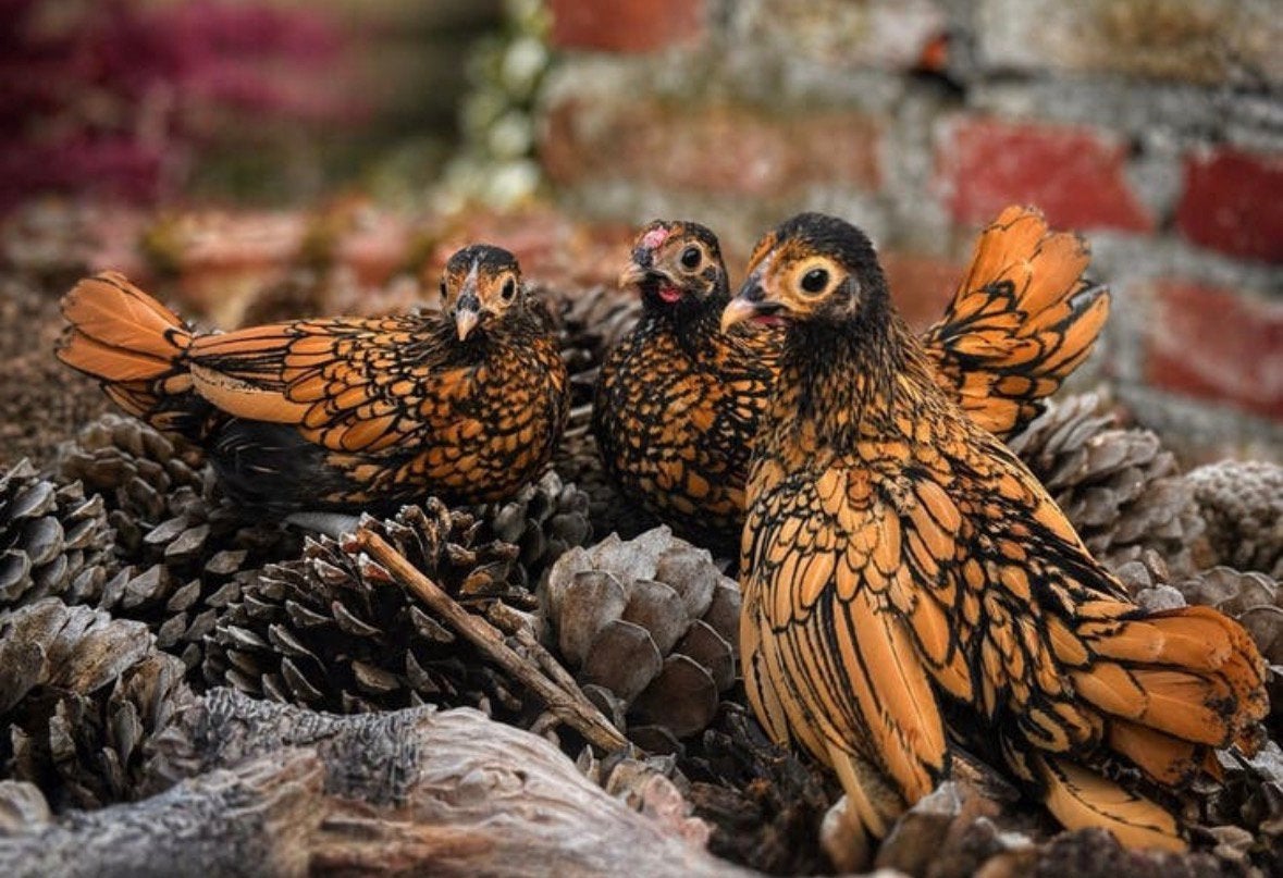 Sebright hennen, Dieren en Toebehoren, Pluimvee