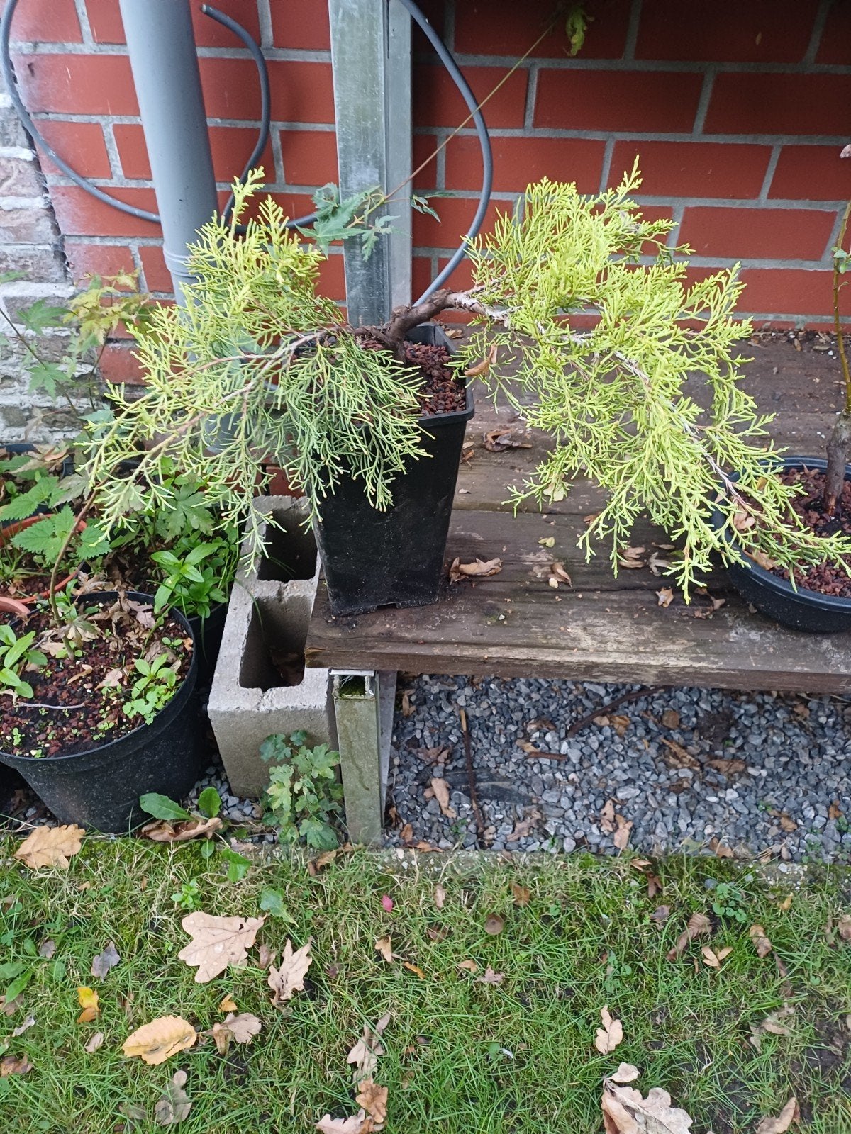 1 pre bonsai cascade juniperus, Tuin en Terras, Ophalen