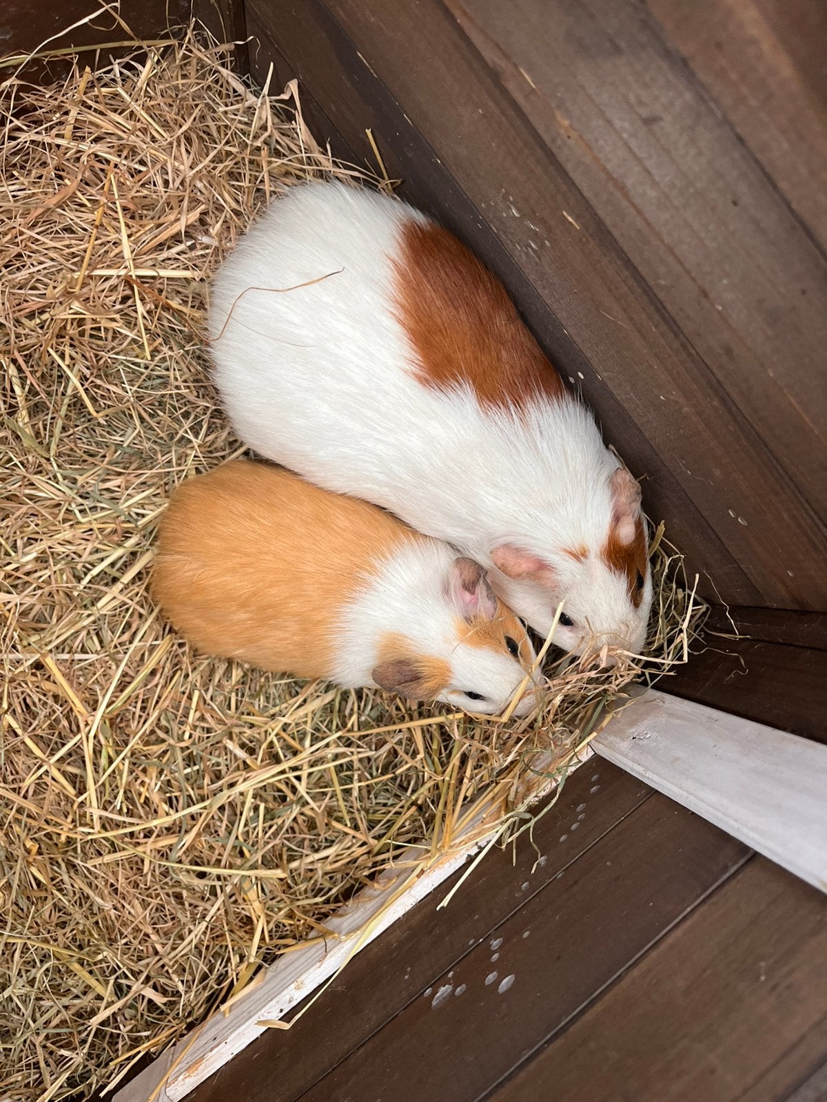 Cavia mannetjes, Dieren en Toebehoren, Knaagdieren, Februari, Mannelijk, Cavia