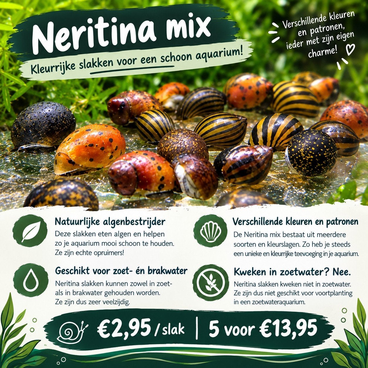 Neritina slakken, Slak of Weekdier, Zoetwatervis, Schoolvis