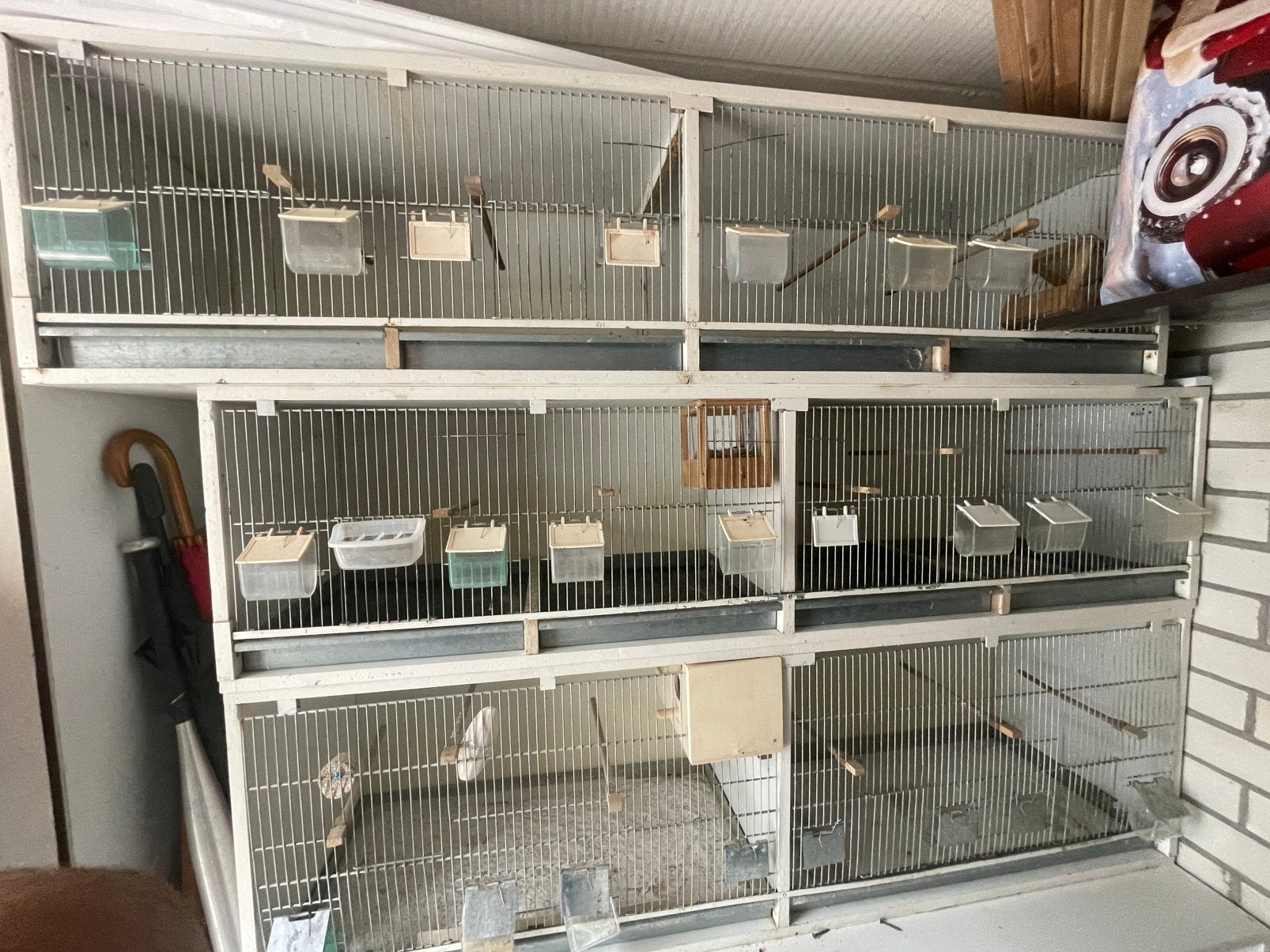 Kweek kooien, Dieren en Toebehoren, Ophalen, Zo goed als nieuw