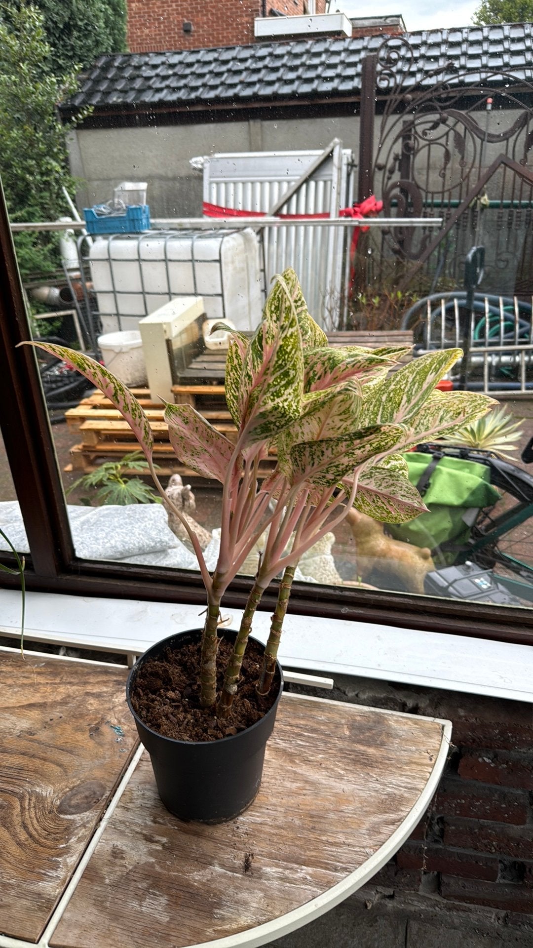 Aglaonema 'Cocomelon, Enlèvement