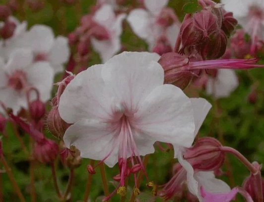Tuingeranium cantabrgiengse 'Biokovo', Jardin & Terrasse, Plantes | Jardin, Enlèvement, Plante fixe