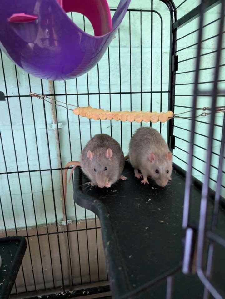 Thor en loki, Animaux & Accessoires, Rongeurs, Rat, Août, Mâle, Domestique