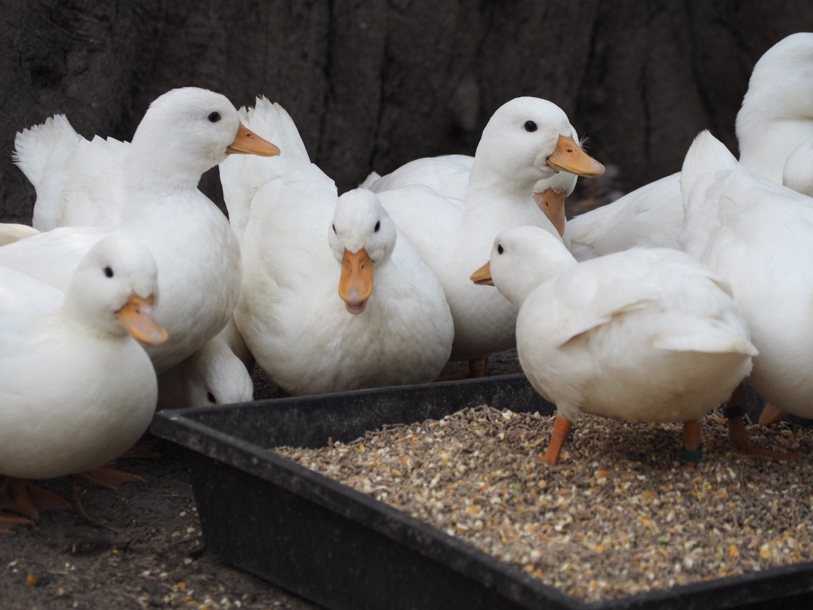 Eenden Hollandse kwakers, Dieren en Toebehoren, Meerdere dieren, Eend