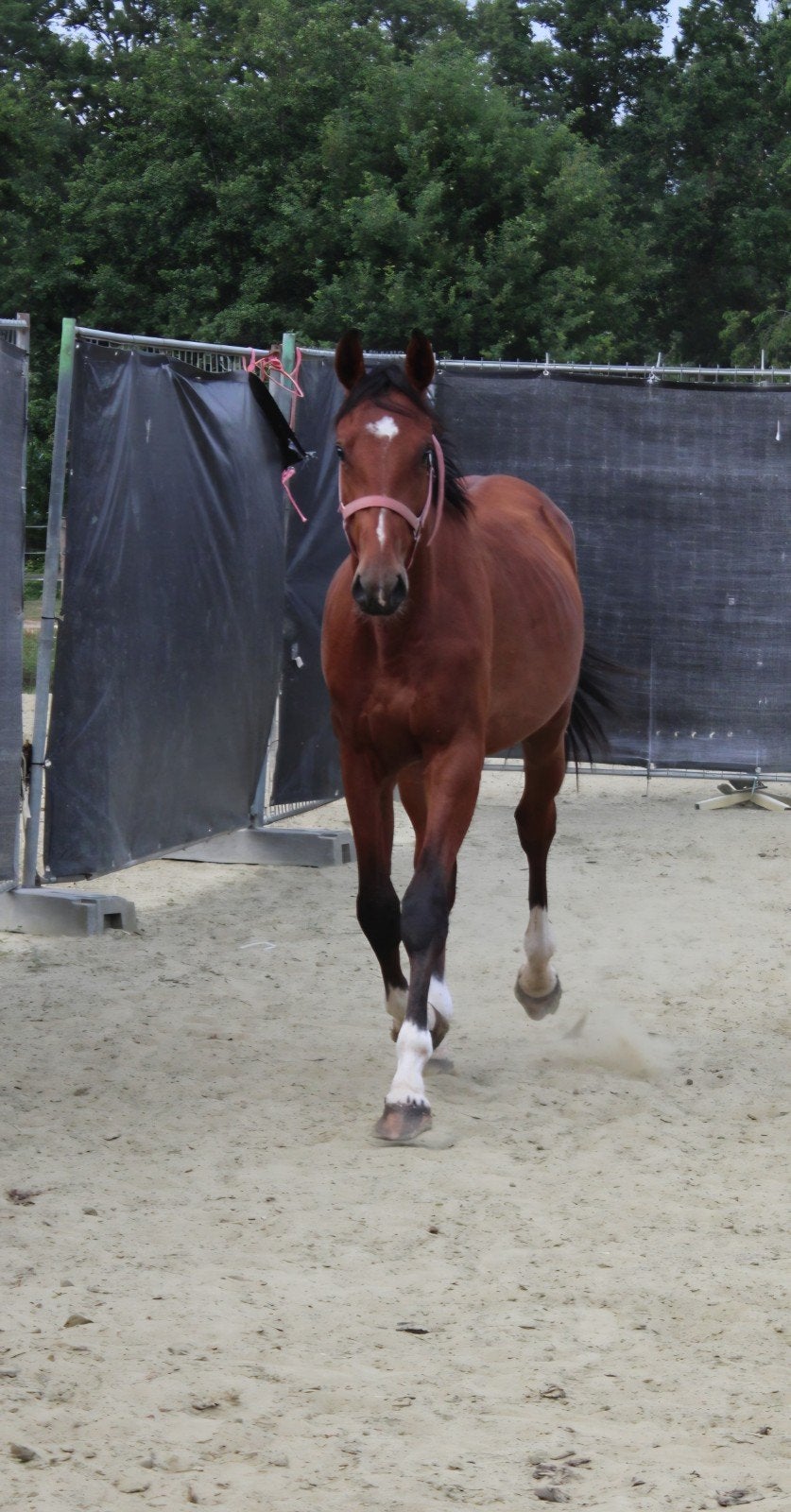 Hengst 2024 Energy Guy Z X Thriomphe de Muze, Dieren en Toebehoren, Paarden, Hengst, Z