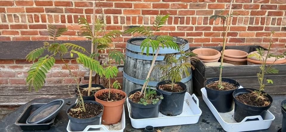 Albizia Perzische slaapboom, Tuin en Terras, Ophalen