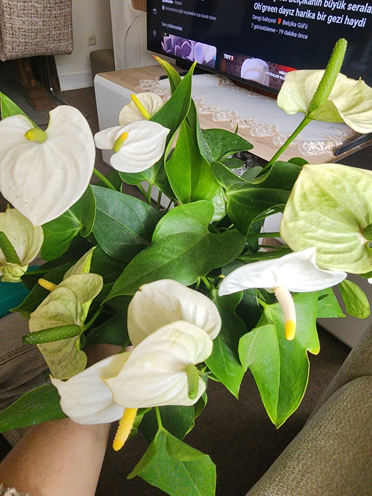 kamer plant antoruim, Huis en Inrichting, Ophalen