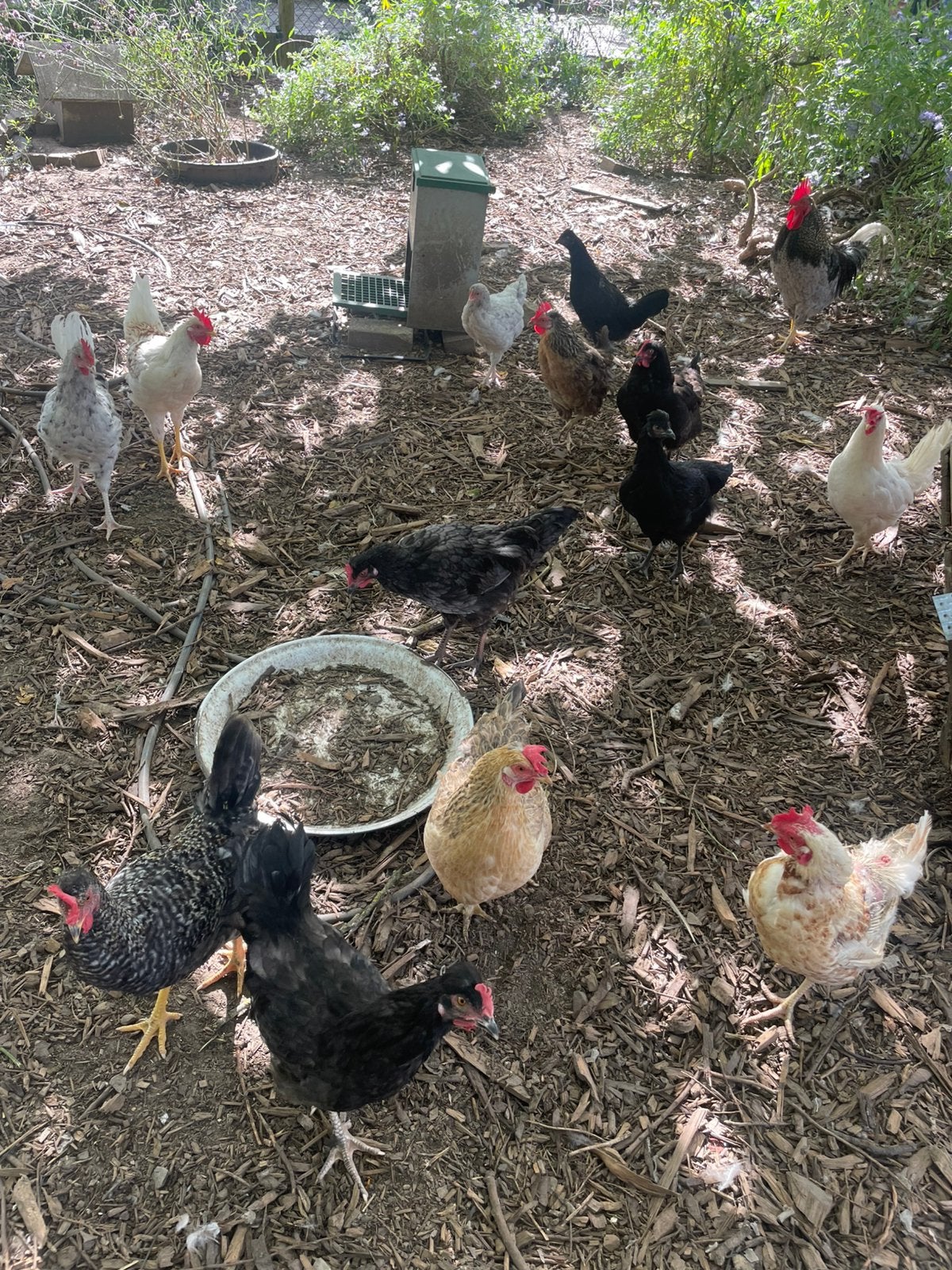 Legbar crème de jeunes coqs se croisant, Mâle, Poule ou poulet