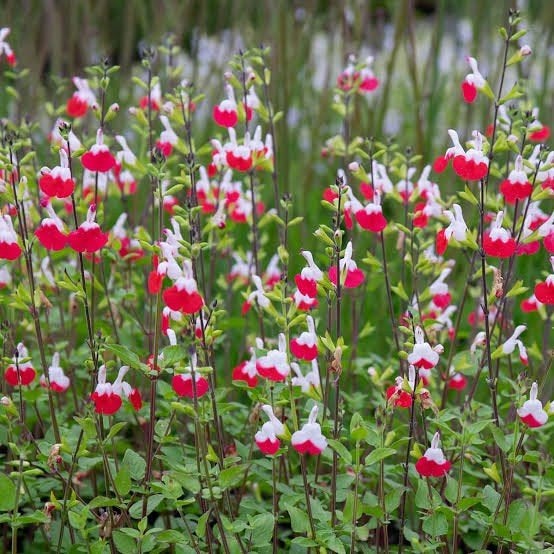 Salie plantjes (Salvia microphylla 'Hot Lips'), Enlèvement