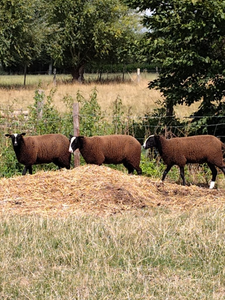 zwartbles ooi-lammeren, Vrouwelijk, Schaap, 0 tot 2 jaar