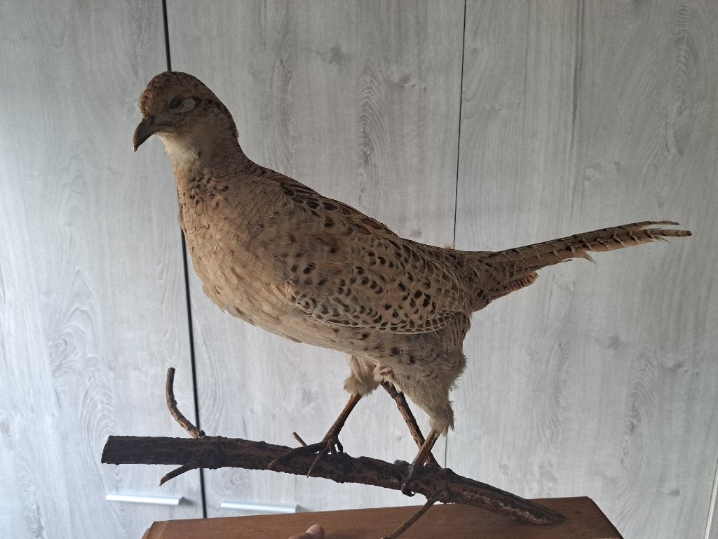 Taxidermie, Enlèvement, Comme neuf, Oiseaux, Animal empaillé
