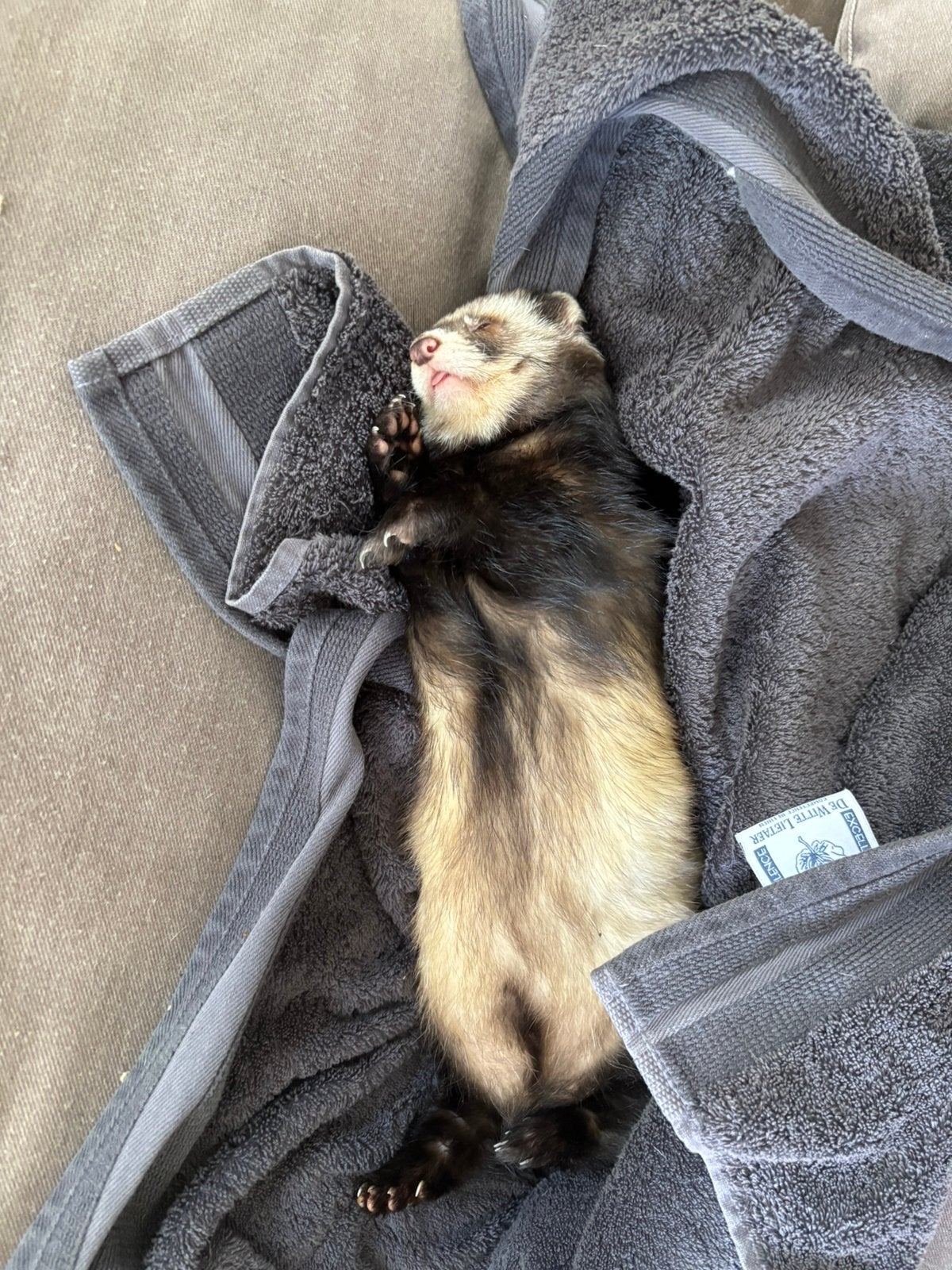 2 fretjes zoeken een thuis, Dieren en Toebehoren, Knaagdieren, Fret, Juli, Meerdere dieren, Tam