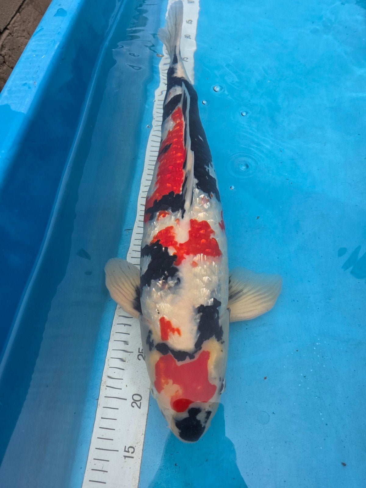Ginrin showa koi, Dieren en Toebehoren