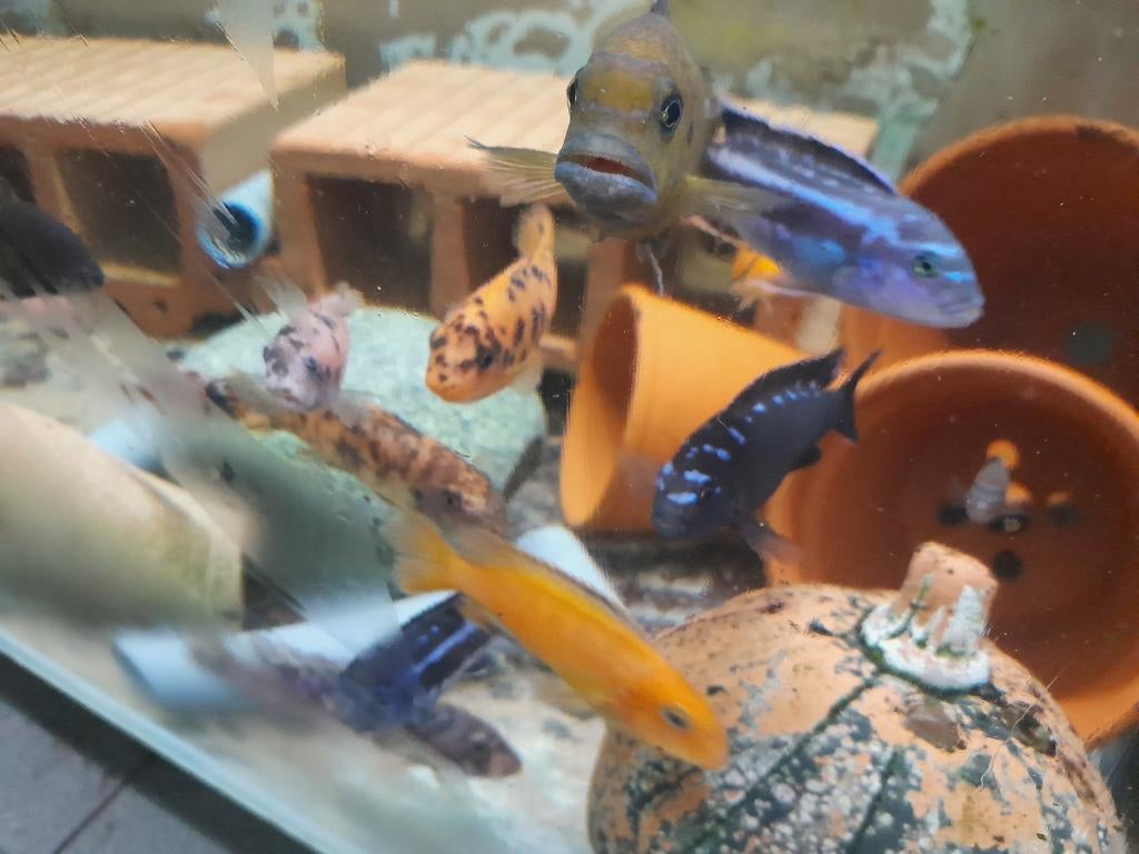 Pseudotropheus elongatus neon spot, Vis, Zoetwatervis