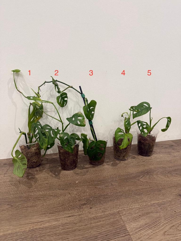 Monstera Adansonii gewortelde stekjes, Autres espèces, Enlèvement ou Envoi, Moins de 100 cm, Plante verte