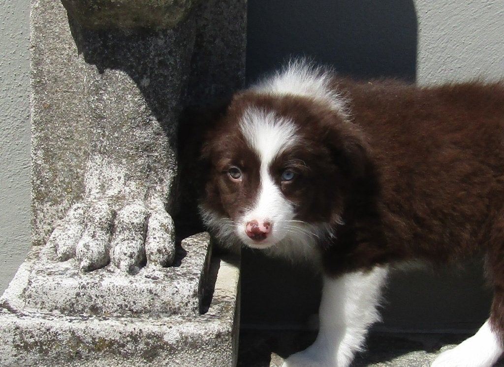 Border collie puppy, België, 8 tot 15 weken, Teef, Collie