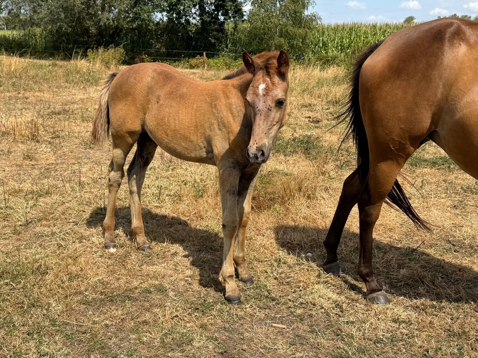 brp pony met Merrieveulen., Merrie