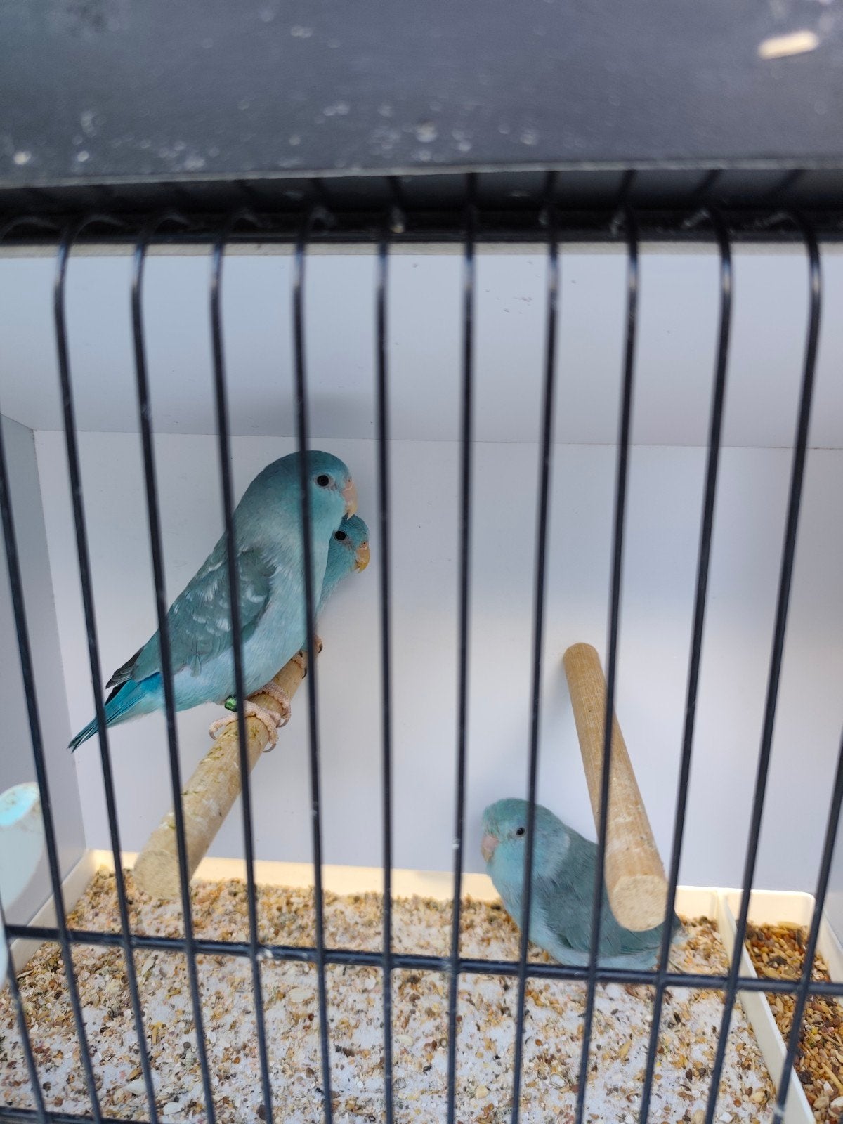 forpussen, Dieren en Toebehoren, Vogels | Parkieten en Papegaaien