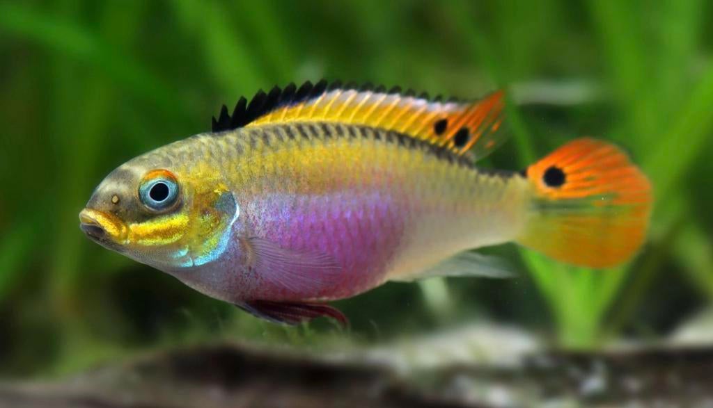 Pelvicachromis Idenao - NIEUW, Super mooi !, Animaux & Accessoires, Poisson, Poisson d'eau douce