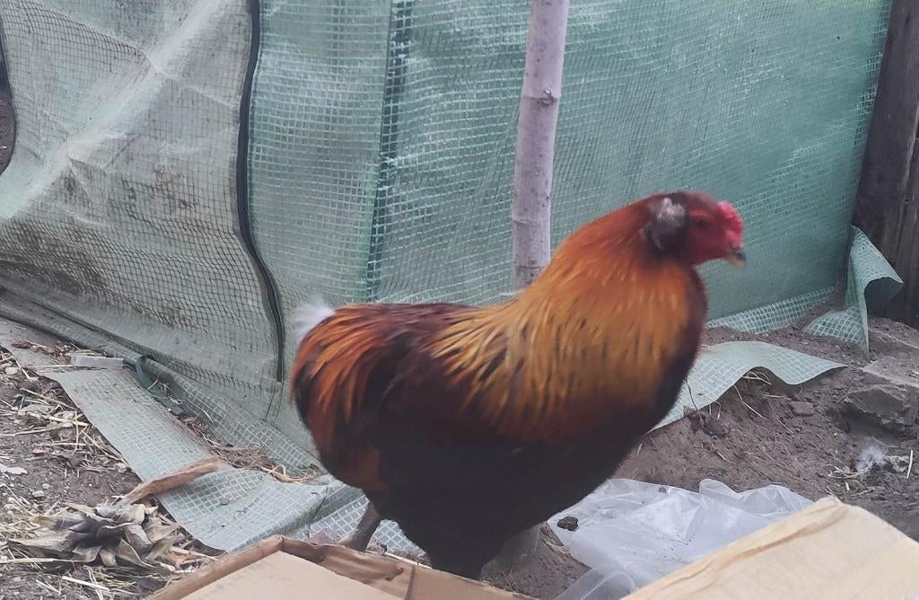 Araucana bolstaart haan, Mâle, Poule ou poulet