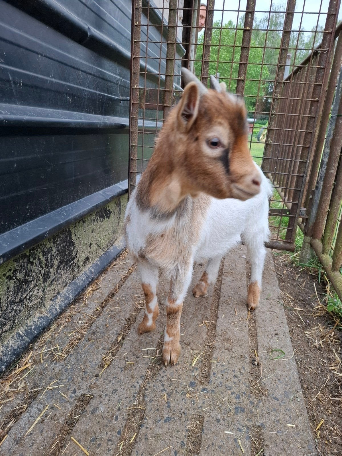 Jong geitenbokje, Mâle, Chèvre, 0 à 2 ans