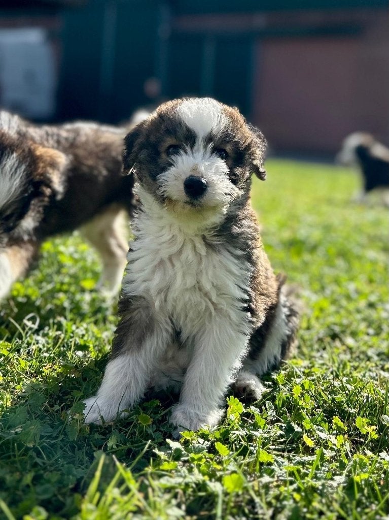 Leuke husky x poedel pups ( huskydoodle) medium, België, Overige rassen, CDV (hondenziekte), 8 tot 15 weken