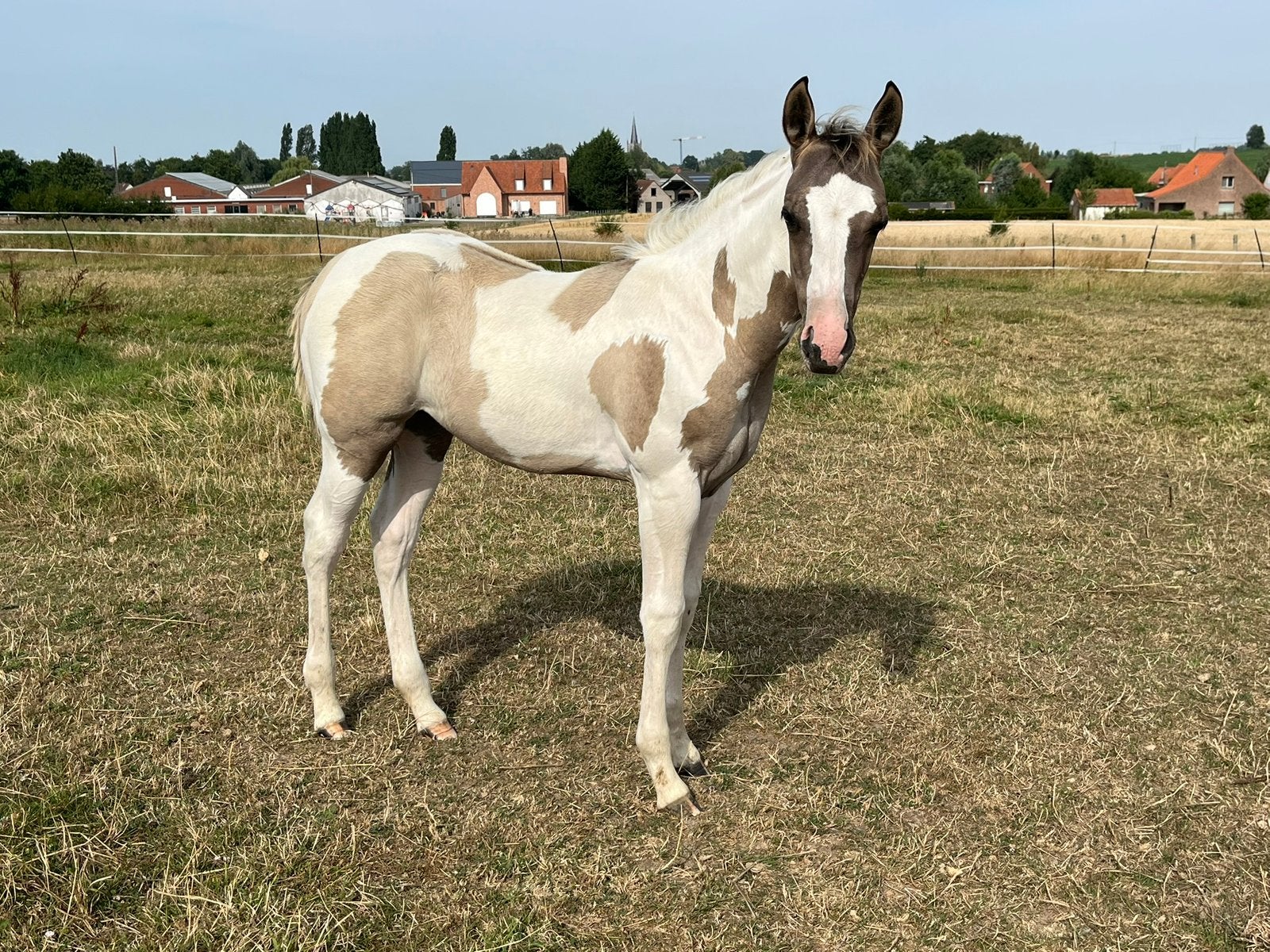 Mare apha Grullo, Animaux & Accessoires, Avec pedigree, Moins de 160 cm, Cheval western, Ne s'applique pas