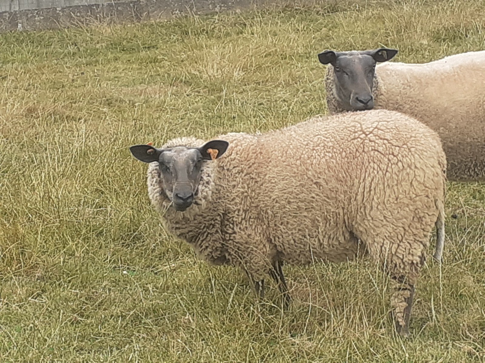 huile d'olive Blue du Maine, Femelle, Mouton, 0 à 2 ans