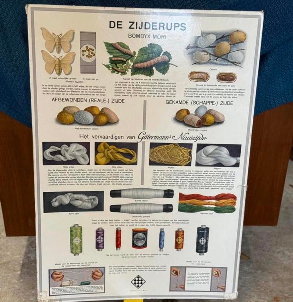 Vintage educatieve plaat De zijderups - zijdeproductie, Ophalen