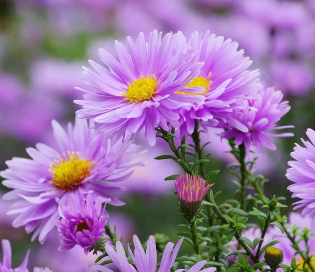Aster d'automne lilas - pot 17 cm, Tuin en Terras, Planten | Tuinplanten, Vaste plant, Halfschaduw, Herfst, Ophalen