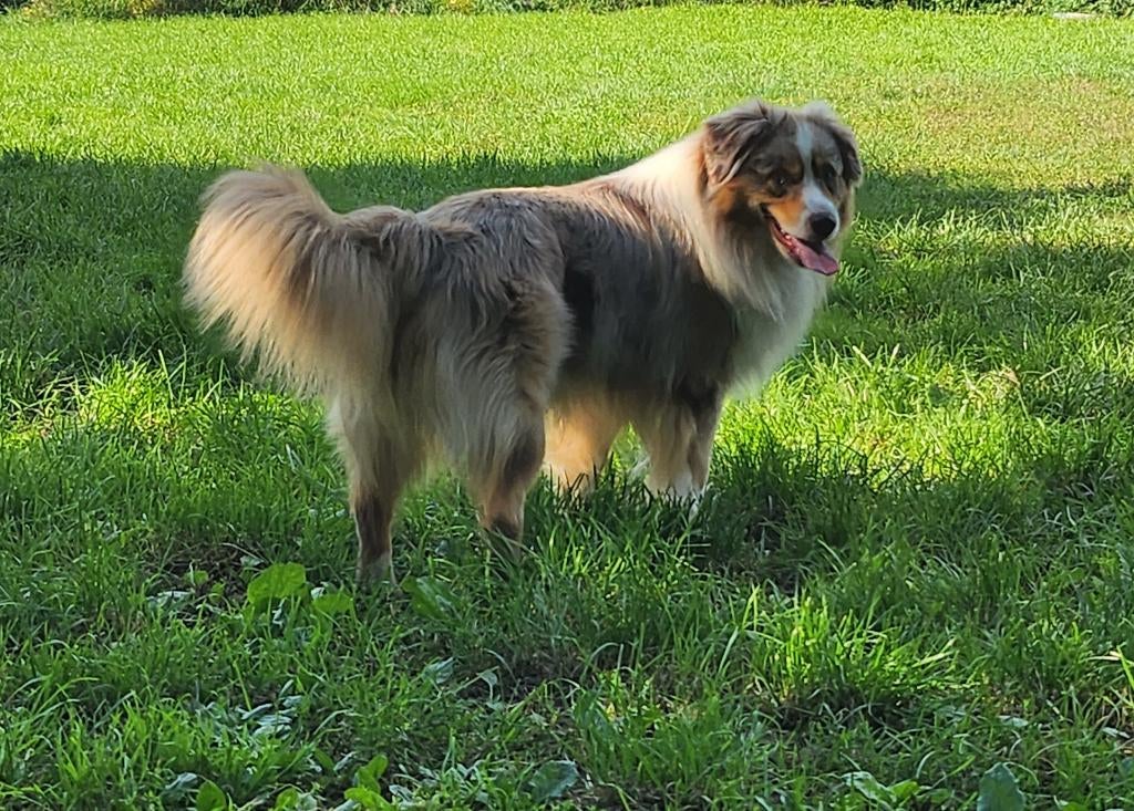 Mini american shepherd reu, België, Fokker | Hobbymatig, Reu, Parvo
