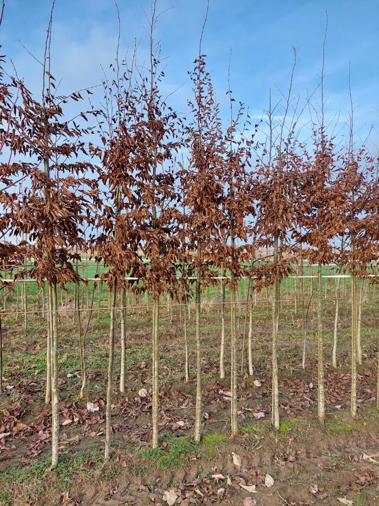 Arbres forestiers et fruitiers, Enlèvement