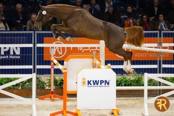 interessante 4 jarige springmerrie, Dieren en Toebehoren, Merrie, Springpaard, 3 tot 6 jaar, Met stamboom