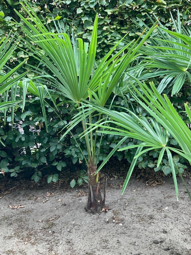 Trachycarpus Fortunei, Tuin en Terras, Ophalen, Palmboom, 100 tot 250 cm