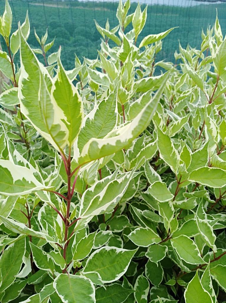 Cornouiller à feuilles panachées (arbustes d'ornement), Autres espèces, Printemps, Enlèvement, Plante fixe