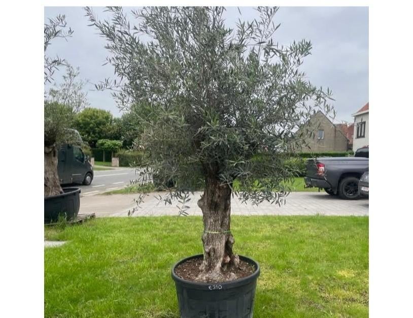 ‼️olijfbomen olea europaea aan promoprijzen ‼️, Enlèvement