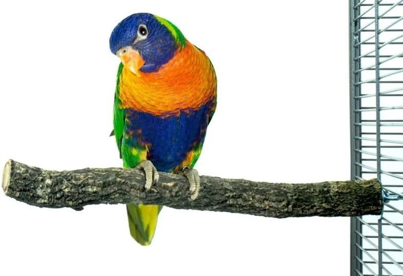 Kurk Zitstok M  Ø4 - 30cm - Back Zoo Nature, Dieren en Toebehoren, Vogels | Toebehoren, Ophalen
