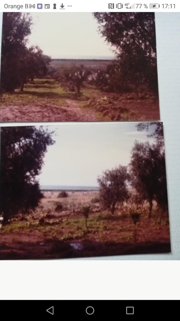 Een landbouwgrond van 48 ares met olijfbomen, Immo, Gronden en Bouwgronden