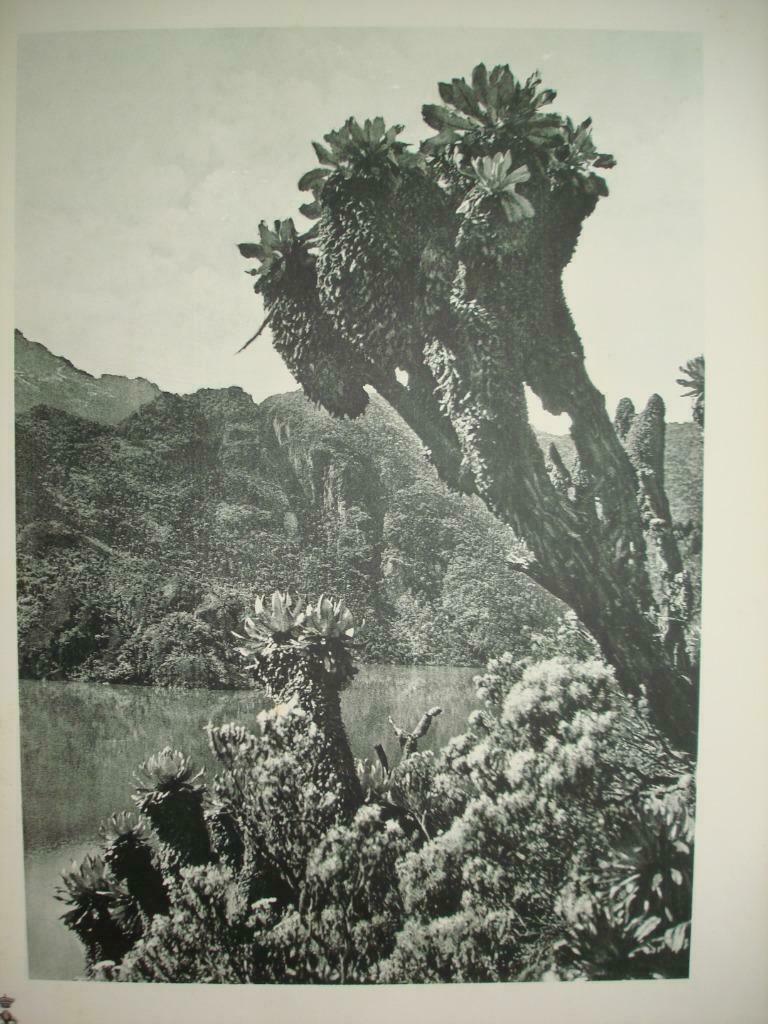 '32 Ruwenzori Parc National ALBERT Lac vert boomkruiswortels, Verzamelen, Ophalen of Verzenden, Foto
