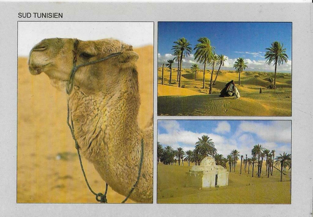 411 Kameel zuid Tunesië, Verzenden