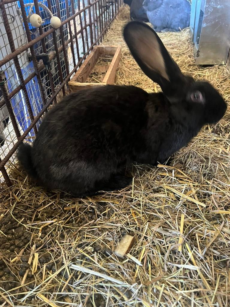 Vlinderkonijnen, Plusieurs animaux