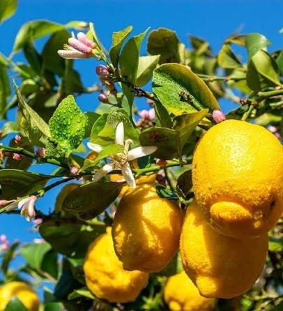 Citronnier, Enlèvement, Citronnier