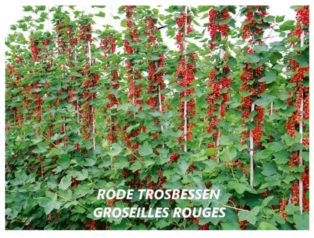JOLIS ARBUSTES DES GROSEILLES ROUGES : 5 PIÈCES POUR 15€, Enlèvement ou Envoi, Printemps, Plein soleil, Plantes fruitières