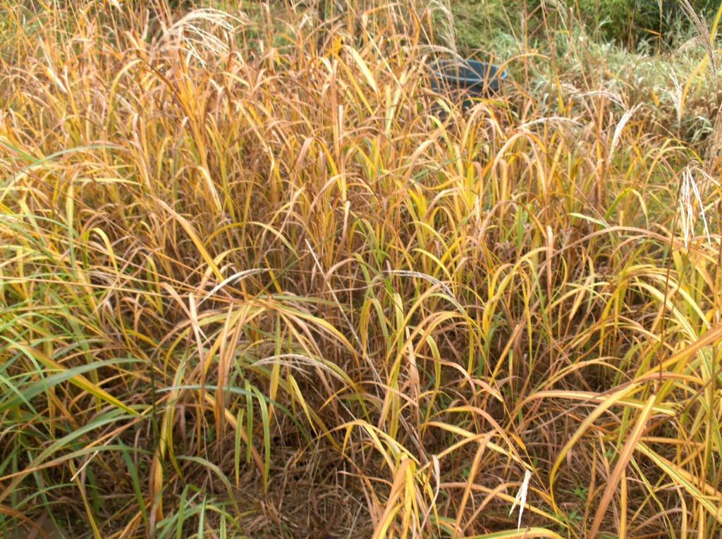 Siergras Miscanthus sacchariflorus sierriet, Ophalen, Volle zon, Vaste plant, Siergrassen