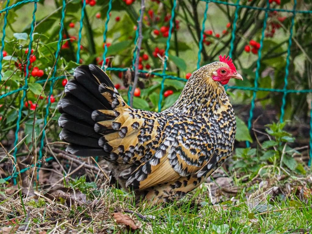 Sabelpootkrielen kippen jonge hennen beschikbaar, Dieren en Toebehoren, Pluimvee, Vrouwelijk, Kip