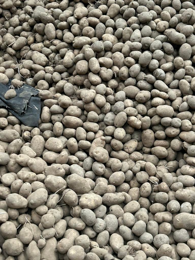 Aardappelen bintje, Ophalen