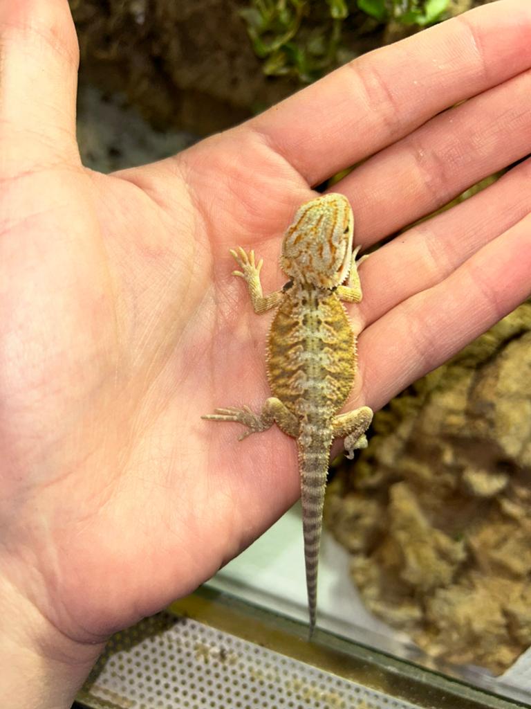 Baby baardagamen red citrus orange mix, Animaux & Accessoires, Lézard, Domestique, 0 à 2 ans