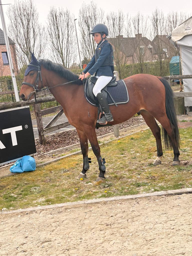 D pony, Vermifugé, Hongre, Débourré, Poney D (1.37 m à 1.48m)