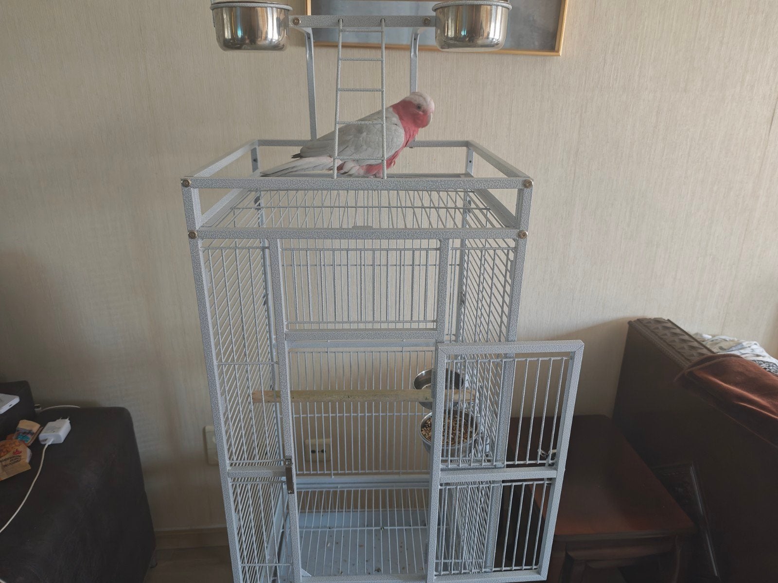 Te koop: Prachtige Galah kaketoe inclusief grote vogelkooi, Ophalen